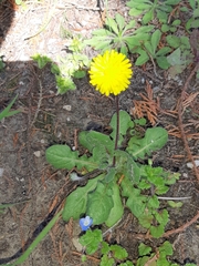 Leontodon saxatilis saxatilis