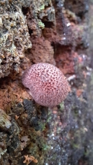 Tricholomopsis scabra