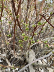 Berberis × ottawensis