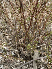Berberis × ottawensis