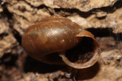 Euomphalia strigella