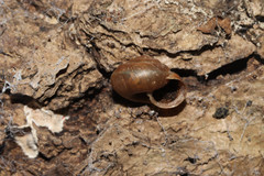 Euomphalia strigella