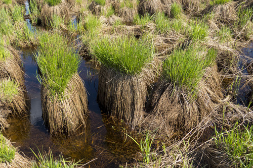 Carex cespitosa iNat (2)