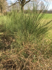 Cytisus scoparius