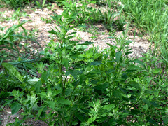 Chenopodium betaceum
