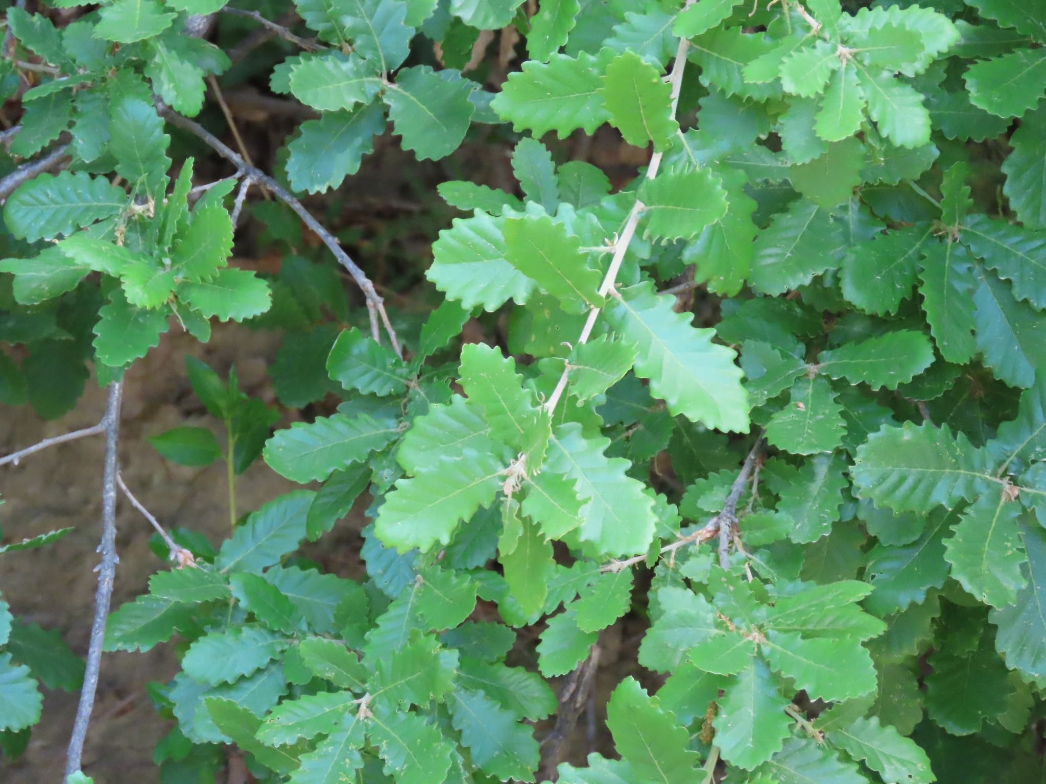 Roble pubescente