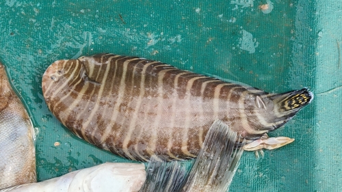 Blendbanded sole (Zebrias zebra) — Soleidae