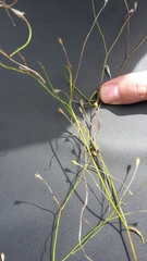 Wahlenbergia violacea