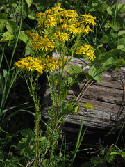 Senecio squalidus rupestris