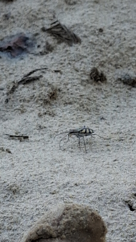 Royal Tiger Beetle