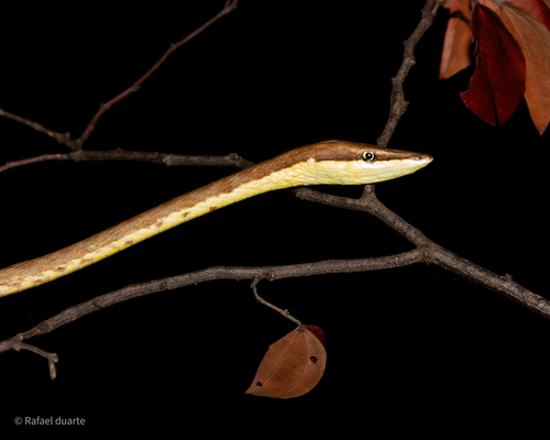 Brown Vinesnake