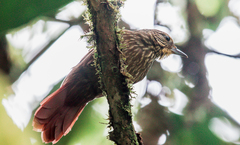 Syndactyla subalaris