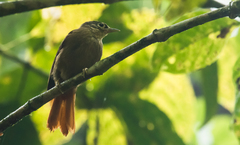 Anabacerthia striaticollis