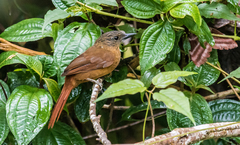 Thripadectes virgaticeps