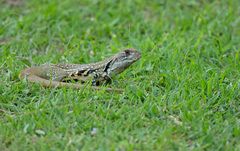 Leiolepis belliana