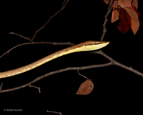 Brown Vinesnake