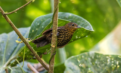 Premnoplex brunnescens