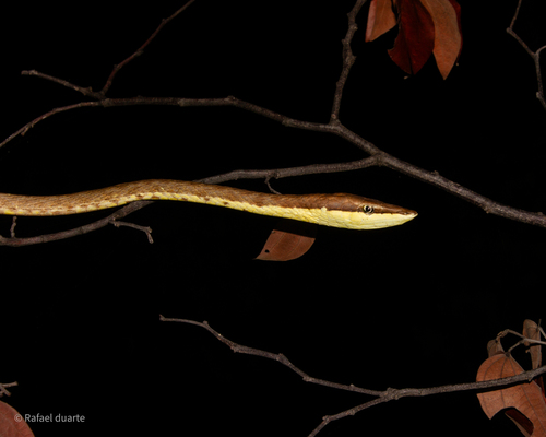 Brown Vinesnake