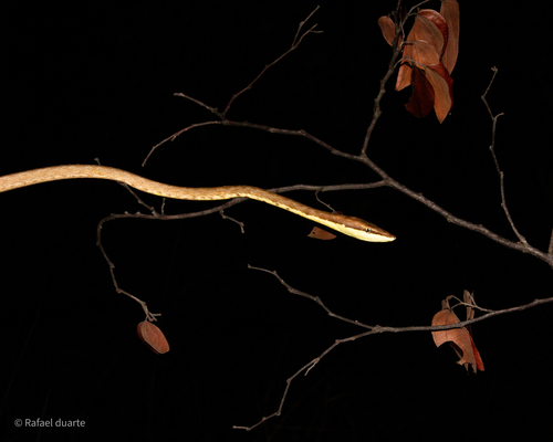 Brown Vinesnake