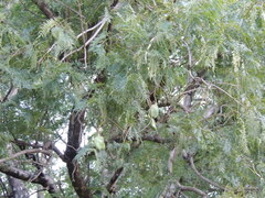 Jacaranda cuspidifolia, photograph (c) André Ambrozio, some rights reserved (CC BY)