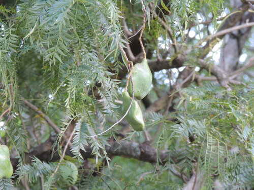 Jacaranda cuspidifolia, photograph 2