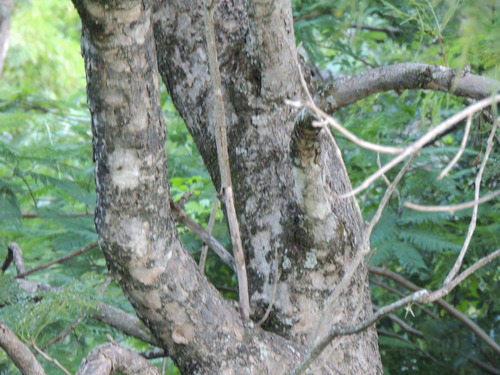 Jacaranda cuspidifolia