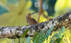 Xiphocolaptes promeropirhynchus