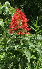 Clerodendrum palmatolobatum