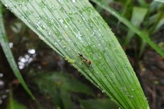 Odontomachus erythrocephalus
