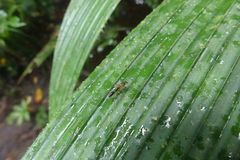 Odontomachus erythrocephalus