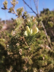 Aspalathus chenopoda