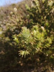 Aspalathus chenopoda