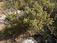 Aspalathus chenopoda