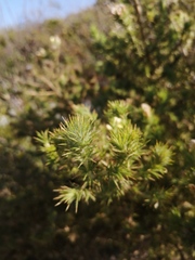 Aspalathus chenopoda