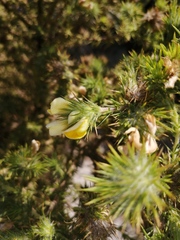 Aspalathus chenopoda