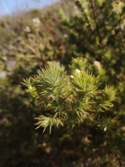 Aspalathus chenopoda