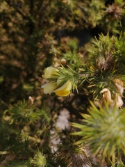 Aspalathus chenopoda