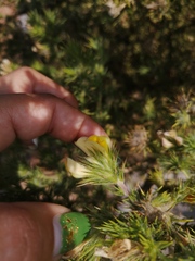 Aspalathus chenopoda