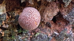 Tricholomopsis scabra