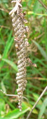 Ropalidia capensis