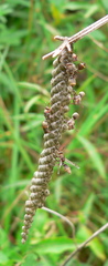 Ropalidia capensis