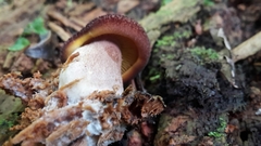 Tricholomopsis scabra