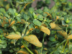 Melampsora helioscopiae