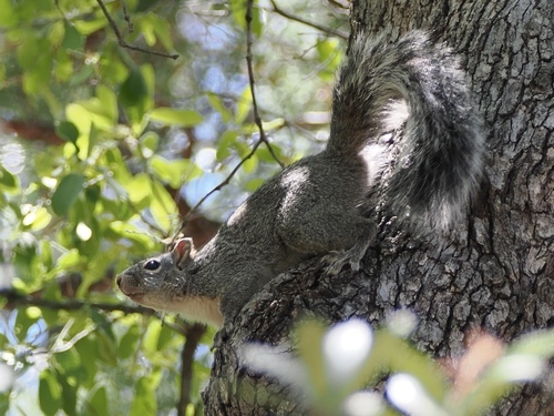 Arizona Gray Squirrel observed by lynjackson