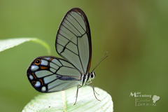 Pseudohaetera hypaesia