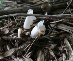 Christisonia scortechinii