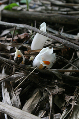 Christisonia scortechinii