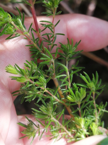 Redhill Heath (Erica cyrilliflora)