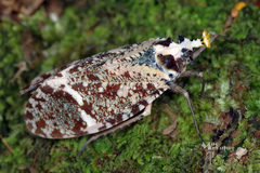 Phrictus xanthopterus