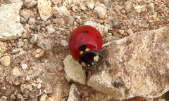 Coccinella algerica